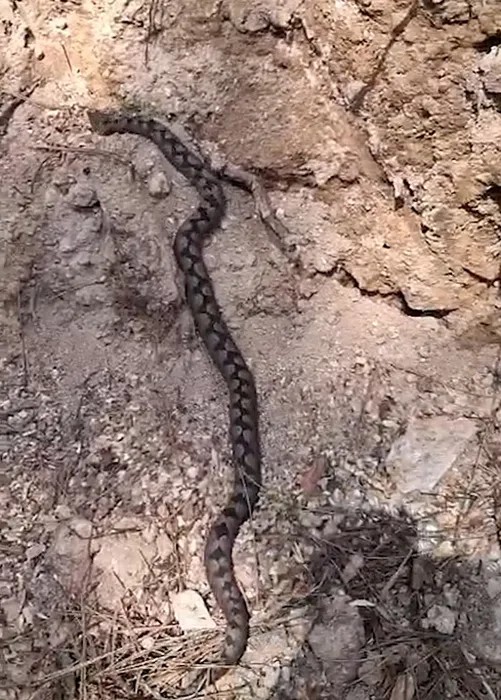 Tek Bir Isırığı Öldürmeye Yetiyor! Türkiye’de Görüldü…